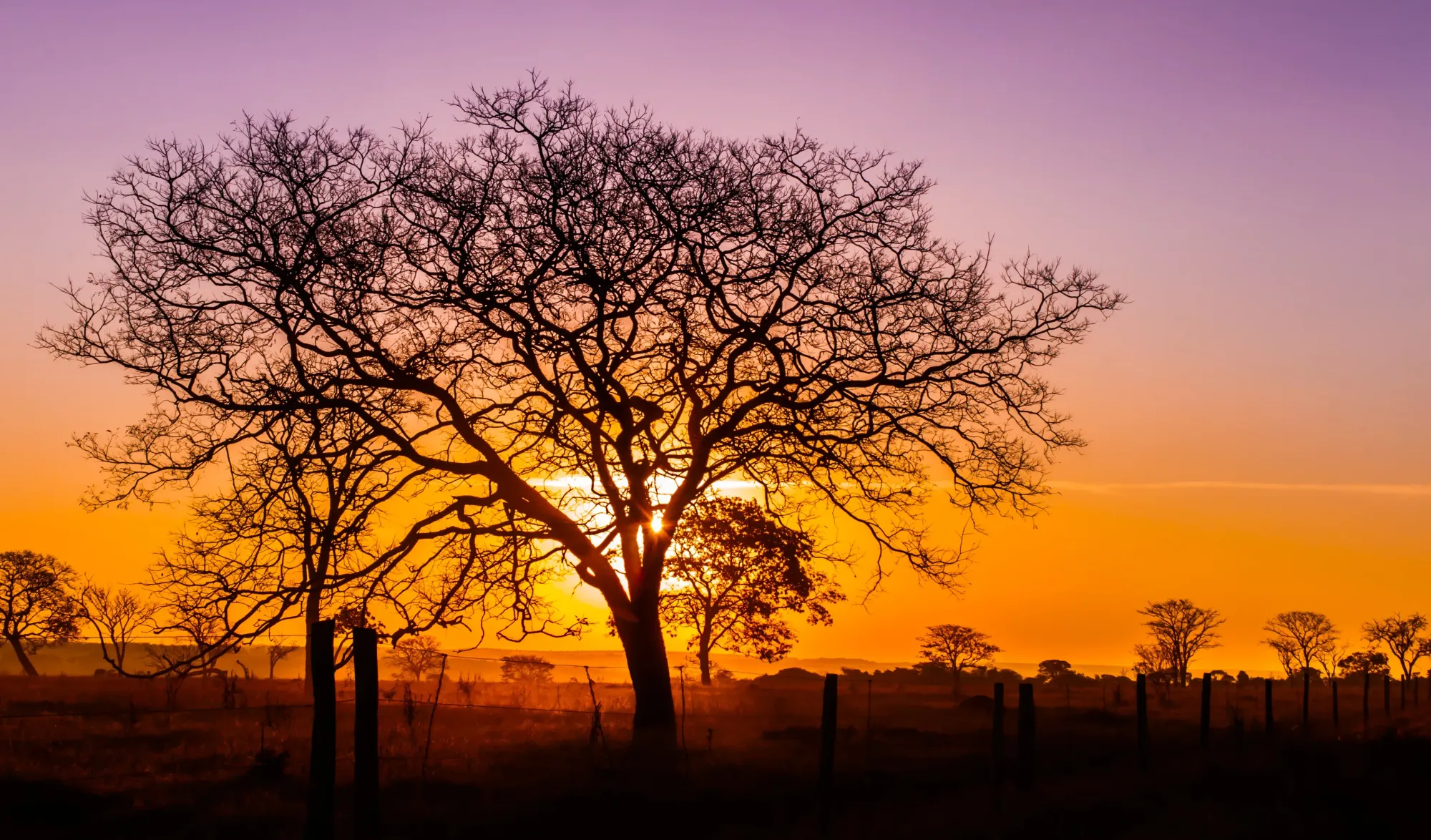Árvore do Cerrado ao pôr do sol